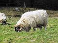 Aviemore-Fort William (50)